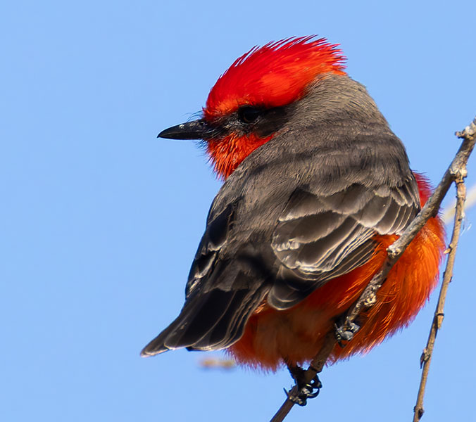 Vermilion Flycatcher Pyrocephalus rubinus 