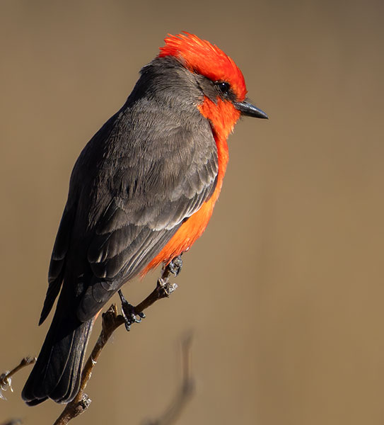 Vermilion Flycatcher Pyrocephalus rubinus 