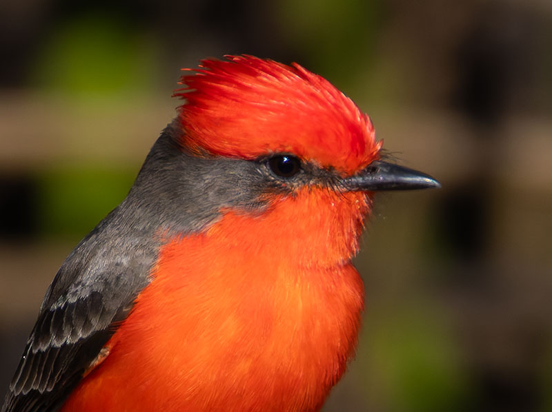 Vermilion Flycatcher Pyrocephalus rubinus 