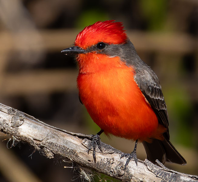 Vermilion Flycatcher Pyrocephalus rubinus 