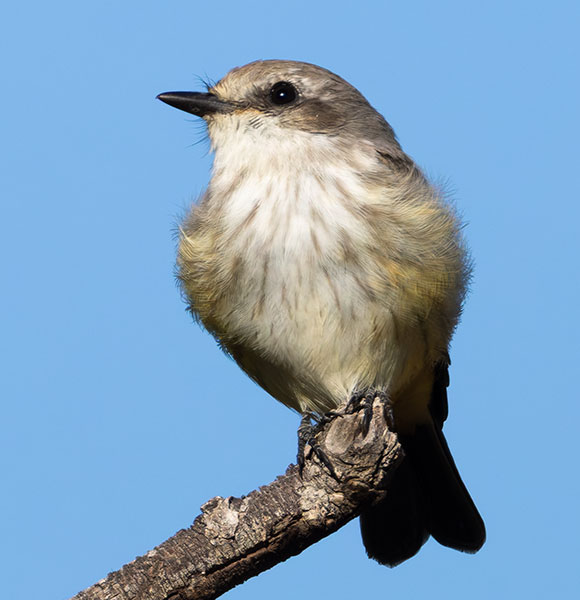 Vermilion Flycatcher Pyrocephalus rubinus 