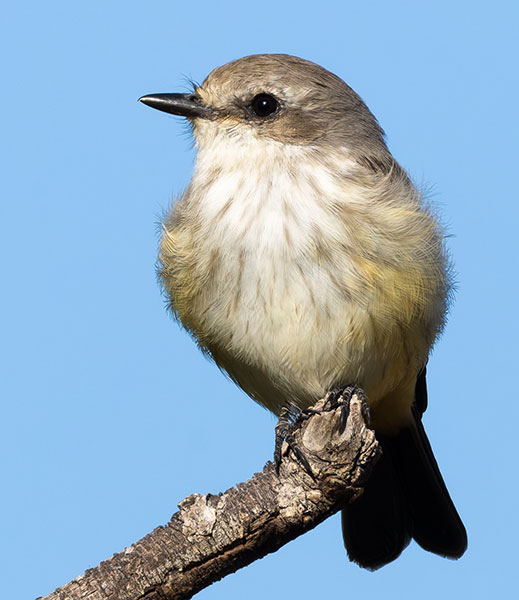 Vermilion Flycatcher Pyrocephalus rubinus 