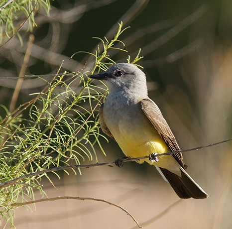 Western Kingbird Tyrannus verticalis