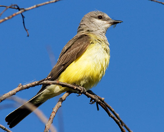 Western Kingbird Tyrannus verticalis