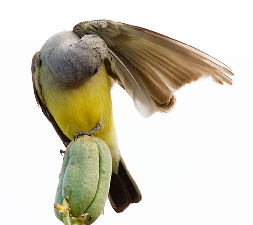 Western Kingbird Tyrannus verticalis