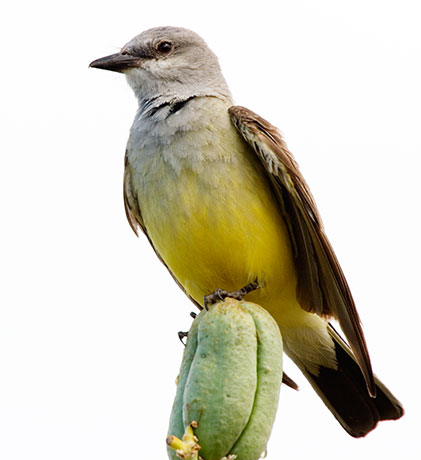 Western Kingbird Tyrannus verticalis