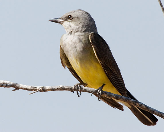 Western Kingbird Tyrannus verticalis Flycatcher