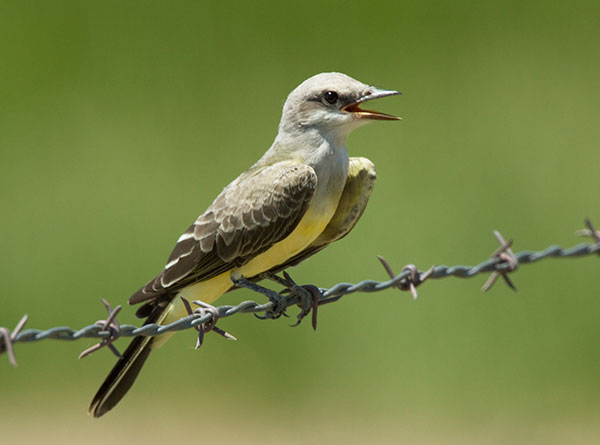 Western Kingbird Tyrannus verticalis Flycatcher