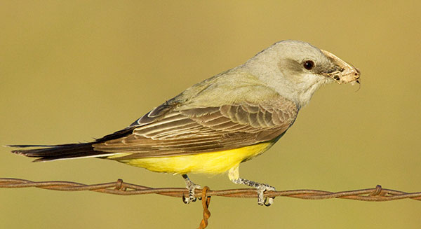 Western Kingbird Tyrannus verticalis Flycatcher