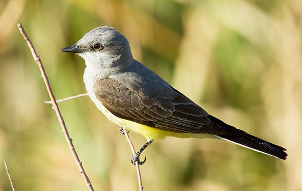 Western Kingbird Tyrannus verticalis Flycatcher