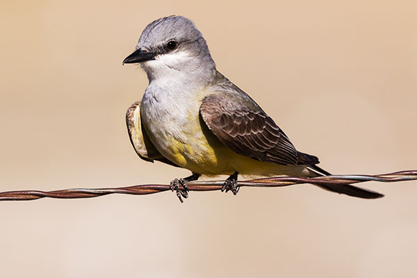 Western Kingbird Tyrannus verticalis Flycatcher