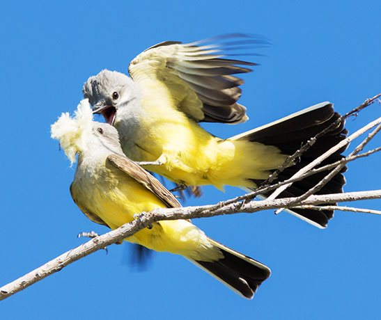 Western Kingbird Tyrannus verticalis Flycatcher