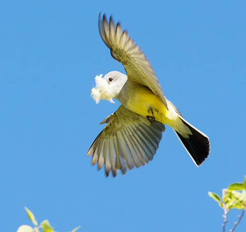 Western Kingbird Tyrannus verticalis Flycatcher