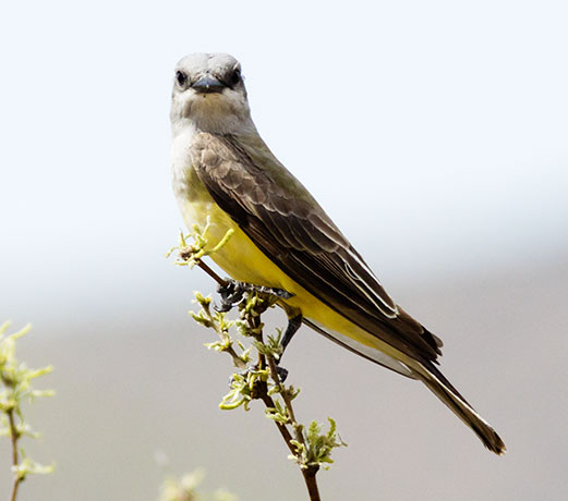 Western Kingbird Tyrannus verticalis Flycatcher