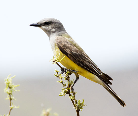 Western Kingbird Tyrannus verticalis Flycatcher