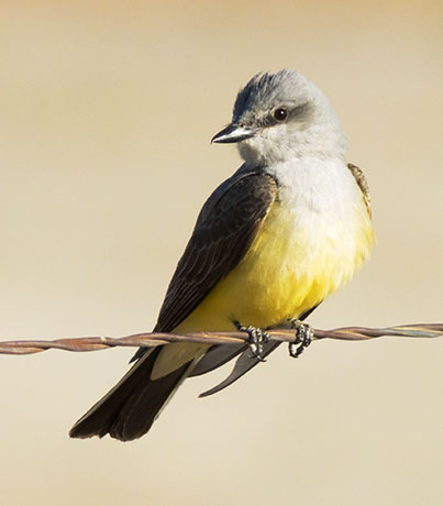 Western Kingbird Tyrannus verticalis Flycatcher