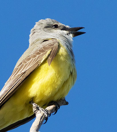 Western Kingbird Tyrannus verticalis Flycatcher
