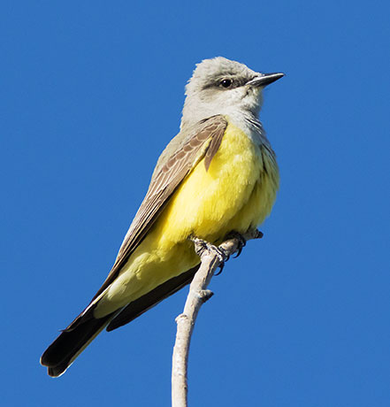 Western Kingbird Tyrannus verticalis Flycatcher