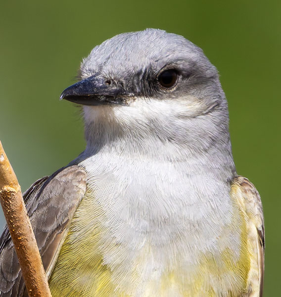 Western Kingbird Tyrannus verticalis Flycatcher