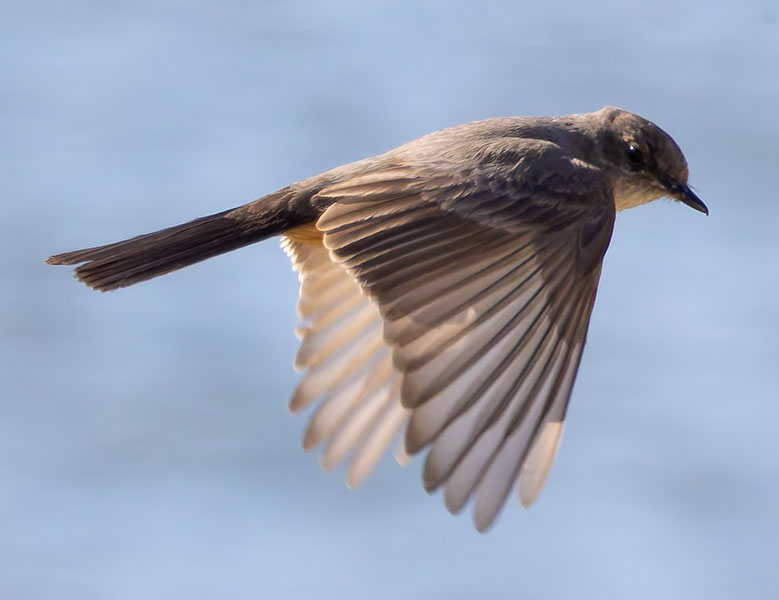 Western Kingbird Tyrannus verticalis Flycatcher