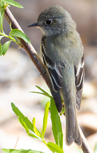 Willow Flycatcher Empidonax traillii