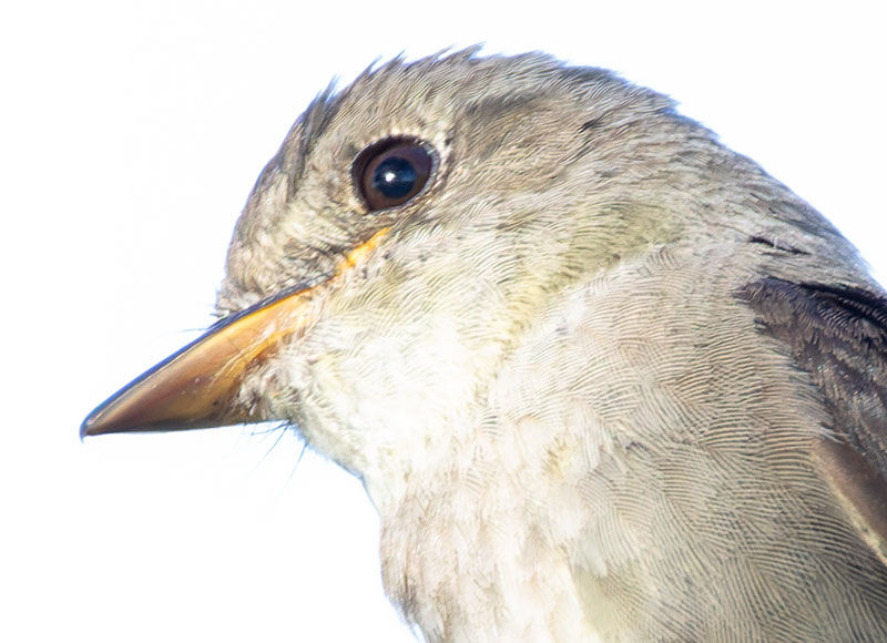 Willow Flycatcher Empidonax traillii