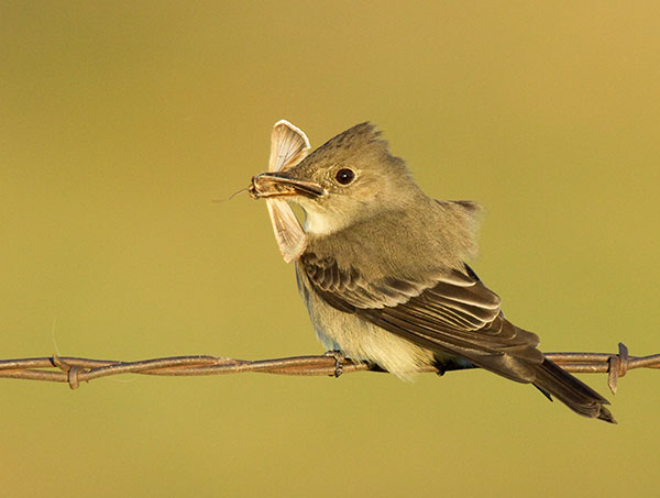 Western Wood-Pewee Contopus sordidulus