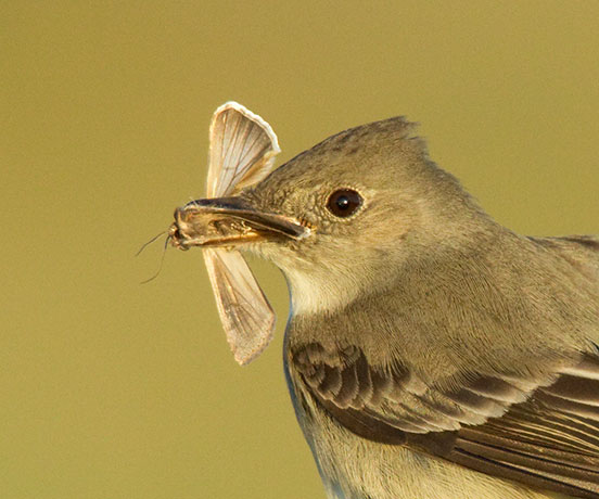 Western Wood-Pewee Contopus sordidulus