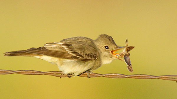 Western Wood-Pewee Contopus sordidulus