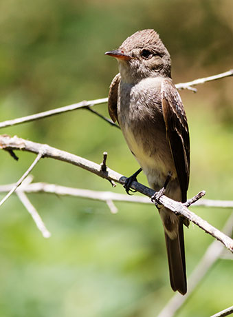 Western Wood-Pewee Contopus sordidulus