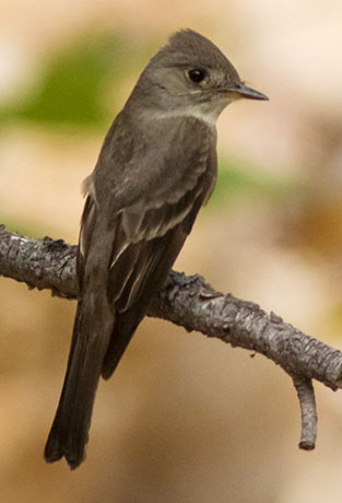 Western Wood-Pewee Contopus sordidulus