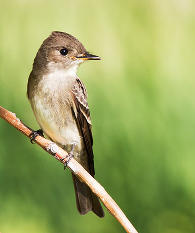 Western Wood-Pewee Contopus sordidulus