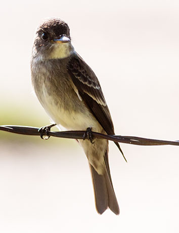 Western Wood-Pewee Contopus sordidulus