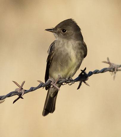 Western Wood-Pewee Contopus sordidulus