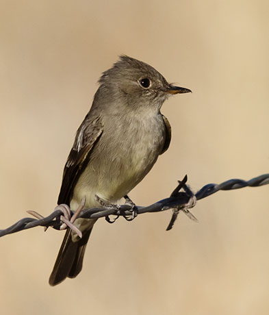 Western Wood-Pewee Contopus sordidulus