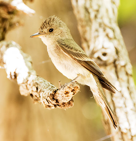 Western Wood-Pewee Contopus sordidulus