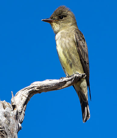 Western Wood-Pewee Contopus sordidulus