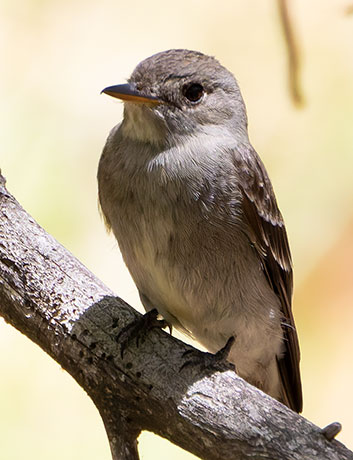 Western Wood-Pewee Contopus sordidulus