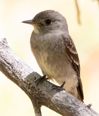 Western Wood-Pewee Contopus sordidulus