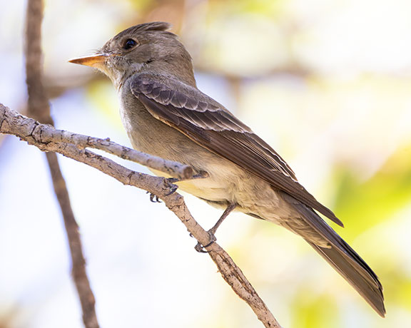 Western Wood-Pewee Contopus sordidulus