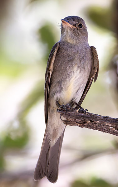 Western Wood-Pewee Contopus sordidulus