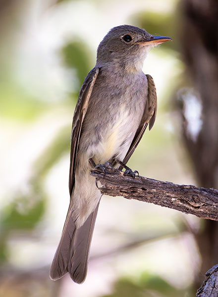 Western Wood-Pewee Contopus sordidulus