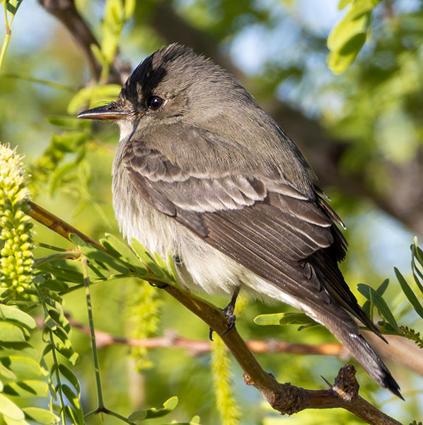 Western Wood-Pewee Contopus sordidulus