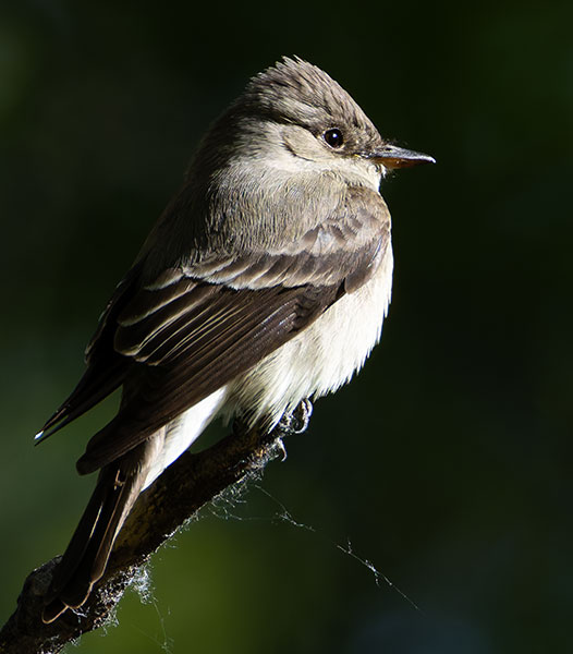 Western Wood-Pewee Contopus sordidulus