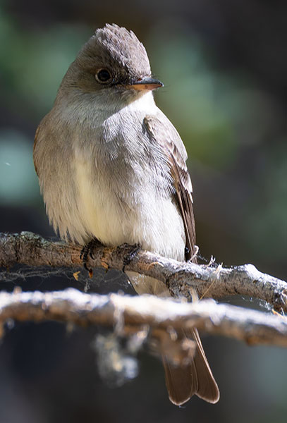 Western Wood-Pewee Contopus sordidulus