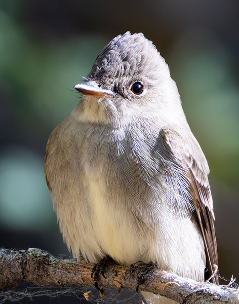 Western Wood-Pewee Contopus sordidulus