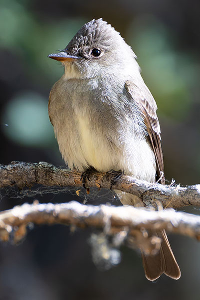 Western Wood-Pewee Contopus sordidulus