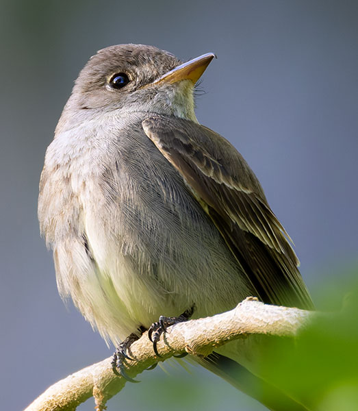 Western Wood-Pewee Contopus sordidulus