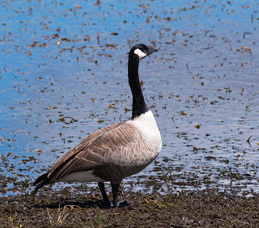 Canada Goose Branta canadensis 