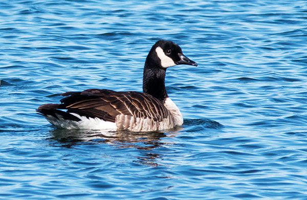 Canada Goose Branta canadensis 